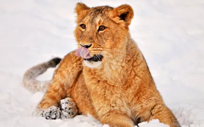 Sleek Young Wallpaper Animals Wallpaper 4K 2560x1600 Young, Lion, Cub, Resting, In, Snow, With, Tongue, Out, Quad, Desktop, White, Ultrawide, QHD