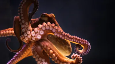 General Wallpaper 3840x2160 Cars Wallpaper 4K 3840x2160 Pink, Brown, Orange, Ultrawide, 4k