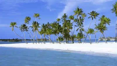 Nature Palm Tree Wallpaper 4K, Nature category