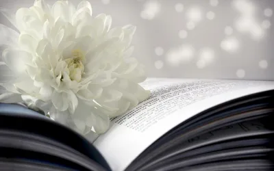 Bright Open Wallpaper Nature Wallpaper 4K 1920x1200 An, Open, Book, Rests, On, A, Surface, Accompanied, Delicate, White, Flower, Set, Gray, Ultrawide, Full HD