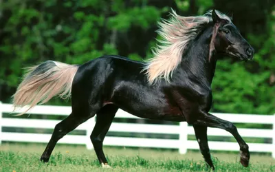 Golden Majestic Wallpaper Animals Wallpaper 4K 1920x1200 Hd, Desktop, Wallpaper, And, Background, Featuring, A, Majestic, Black, Horse, Flowing, Mane, White, Gray, Ultrawide, Full HD