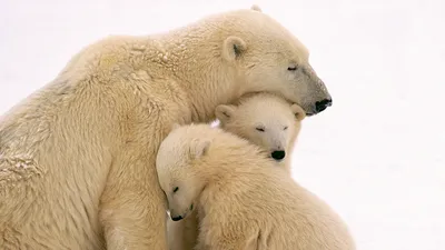 Polar Bear Cuddling Two Cubs Nature Wallpaper 4K 1920x1080 Hd, Wallpaper, Of, A, Polar, Bear, Cuddling, With, Two, Cubs, Against, Snowy, White, Ultrawide, Full HD
