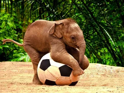 Dark Asian Wallpaper Animals Wallpaper 4K 1600x1200 Hd, Desktop, Wallpaper, Featuring, An, Asian, Elephant, Calf, Playfully, Interacting, Soccer, Ball, White, Landscape