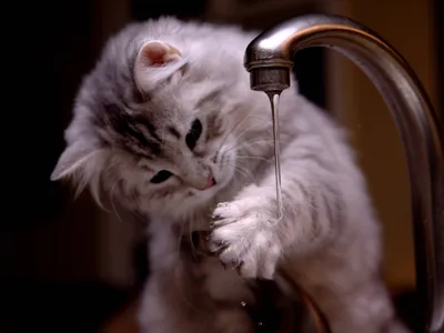 Fluffy Kitten Playfully Black/Dark Wallpaper 4K 3000x2250 Hd, Wallpaper:, Of, A, Fluffy, Kitten, Playfully, Reaching, Paw, Towards, Water, Faucet, Gray, Landscape, QHD