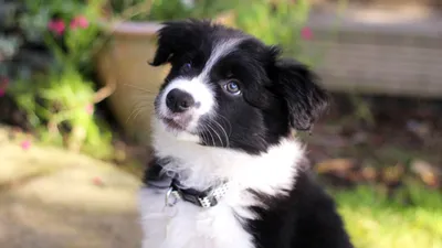 Bold Black Wallpaper Black/Dark Wallpaper 4K 1920x1080 Hd, Desktop, Wallpaper, Of, A, Black, And, White, Border, Collie, Puppy, Sitting, Gray, Ultrawide, Full HD
