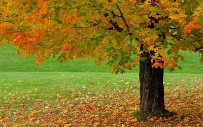 Bold Capturing Wallpaper Wallpaper 4K, Nature category