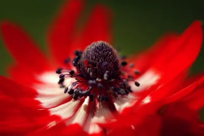 Close Vibrant Red Wallpaper 4K, Nature category
