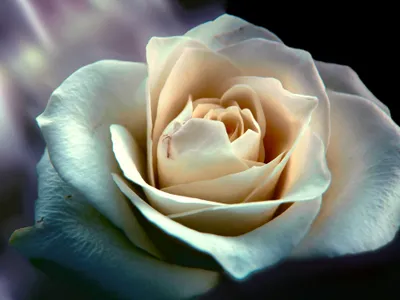 Flower Nature Rose Nature Wallpaper 4K 3648x2736 Flower, Nature, Rose, Hd, Desktop, Wallpaper, Background, Gray, Landscape, QHD