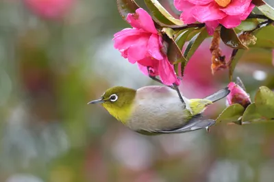 Animal Japanese White Eye Animals Wallpaper 4K 2560x1706 Animal, Japanese, White-eye, Hd, Desktop, Wallpaper, Background, Gray, Ultrawide, QHD