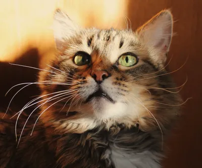 Animal Cat Animals Animals Wallpaper 4K 2048x1707 Animal, Cat, Hd, Desktop, Wallpaper, Background, Image, White, Square, Full HD
