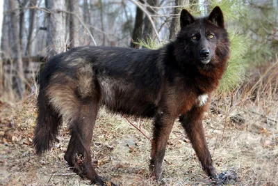 Black Wolf Stands Animals Wallpaper 4K 1920x1280 A, Striking, Black, Wolf, Stands, Gracefully, In, Forest, Setting, Showcasing, Majestic, Presence, Gray, Landscape, Full HD