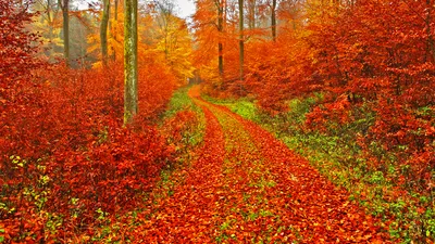 Bright Vibrant Wallpaper Nature Wallpaper 4K 1920x1080 Hd, Pc, Desktop, Wallpaper, Featuring, A, Vibrant, Fall, Forest, Path, Lined, Trees, Red, Ultrawide, Full HD