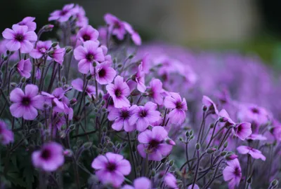 Close Vibrant Purple Nature Wallpaper 4K 2048x1387 Hd, Pc, Desktop, Wallpaper, Featuring, A, Close-up, Of, Vibrant, Purple, Flowers, Natural, Gray, Landscape, Full HD