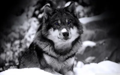 Definition Majestic Wolf Sitting Animals Wallpaper 4K 1920x1200 A, High-definition, Desktop, Wallpaper:, Featuring, Majestic, Wolf, Sitting, Snowy, Wilderness, Exuding, Both, White, Gray, Ultrawide, Full HD