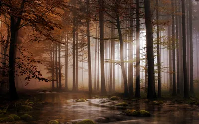 Radiant Serene Wallpaper Nature Wallpaper 4K 1920x1200 A, Serene, Hd, Desktop, Wallpaper:, Featuring, Tranquil, Forest, Tall, Trees, Enveloped, Mist, Gray, White, Ultrawide, Full HD