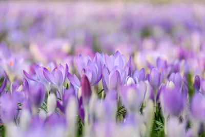 Vibrant Field Blooming Purple Nature Wallpaper 4K 2047x1365 White, Gray, Full HD, Landscape