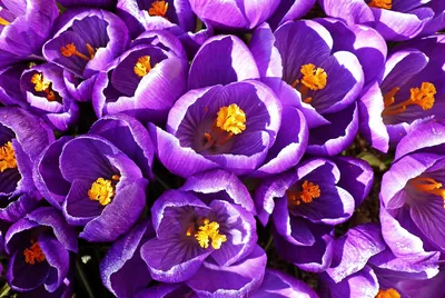 Nature Crocus Nature Nature Wallpaper 4K 3507x2344 White, Landscape, QHD