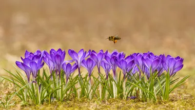 Serene Row Wallpaper Abstract Wallpaper 4K 4111x2312 Gray, Ultrawide, 4k