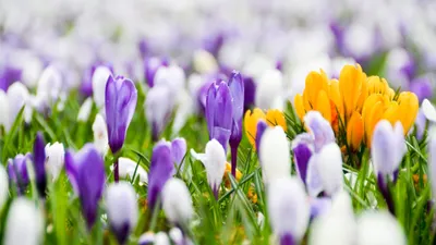 Nature Crocus Nature Nature Wallpaper 4K 3840x2160 White, Ultrawide, 4k