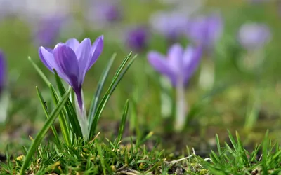 Purple Crocus Blooms Spring Nature Wallpaper 4K 1920x1200 Gray, Full HD, Ultrawide