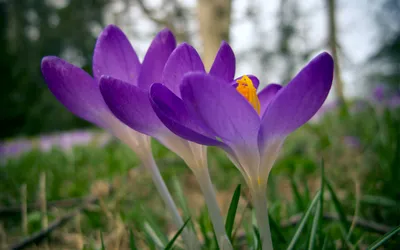 Nature Crocus Nature Nature Wallpaper 4K 2560x1600 Gray, White, Ultrawide, QHD