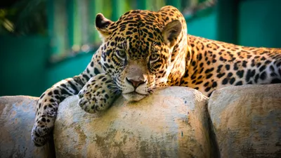 Majestic Jaguar Reclining Rock Abstract Wallpaper 4K 3840x2160 Hd, Desktop, Wallpaper:, Of, A, Majestic, Jaguar, Reclining, Rock, Set, Against, Blurred, Brown, Purple, Ultrawide, 4k