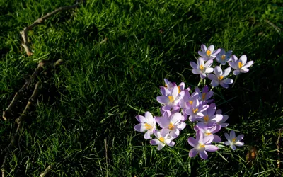 Nature Crocus Nature Nature Wallpaper 4K 2560x1600 White, Ultrawide, QHD