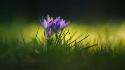 Nature Crocus Nature Nature Wallpaper 4K 2048x1152 Orange, Brown, Full HD, Ultrawide