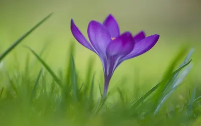 Nature Crocus Nature Nature Wallpaper 4K 1920x1200 Gray, Full HD, Ultrawide