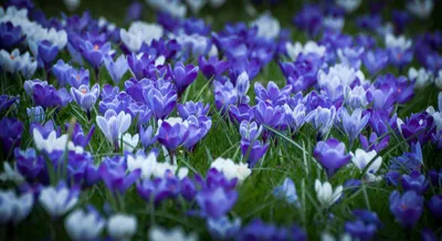 Nature Crocus Nature Nature Wallpaper 4K 2048x1117 Gray, Orange, Full HD, Ultrawide