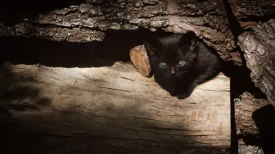 Moody Green Wallpaper Animals Wallpaper 4K 3840x2160 Green, Eyes, Log, Kitten, Animal, Cat, Hd, Desktop, Gray, Brown, Ultrawide, 4k