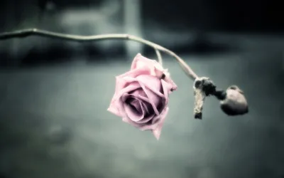 Delicate Pink Rose Nature Wallpaper 4K 1920x1200 Hd, Wallpaper:, Featuring, A, Delicate, Pink, Rose, Hanging, Stem, Set, Against, Blurred, Gray, Ultrawide, Full HD