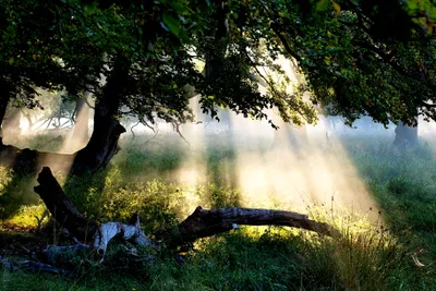 Sunbeams Filter Trees Nature Wallpaper 4K 3648x2432 Sunbeams, Filter, Through, Trees, In, A, Serene, Forest, Casting, Light, Lush, Greenery, White, Landscape, QHD