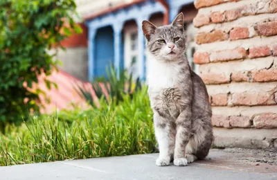 Calm Gray Wallpaper Abstract Wallpaper 4K 4000x2603 A, Gray, And, White, Cat, Sits, Alert, Against, Brick, Wall, Greenery, Colorful, Ultrawide, 4K
