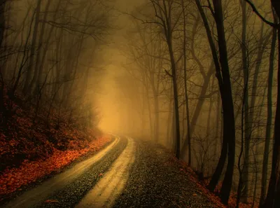Sleek Winding Wallpaper Nature Wallpaper 4K 3066x2279 A, Winding, Path, Through, Misty, Forest, With, Bare, Trees, Touch, Autumn, Leaves, Brown, Orange, Landscape, QHD