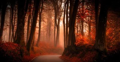 Misty Serene Wallpaper Nature Wallpaper 4K 6850x3562 A, Serene, Forest, Scene, Enveloped, In, Fog, Showcasing, Vibrant, Autumn, Foliage, Lining, Brown, Ultrawide, 4k