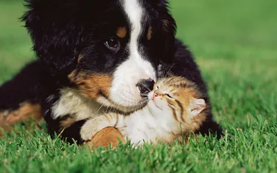 Cute Puppy Gently Nuzzling Small Abstract Wallpaper 4K 1920x1200 Hd, Desktop, Wallpaper, Featuring, A, Cute, Puppy, Gently, Nuzzling, Small, Kitten, Vibrant, Brown, White, Ultrawide, Full HD