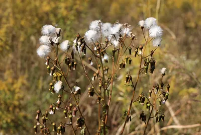 Fluffy White Seed Nature Wallpaper 4K 5893x3948 Landscape, 4k