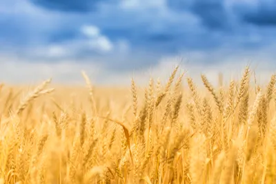 Golden Wheat Harvest Nature Stalks Nature Wallpaper 4K 5472x3648 Landscape, 4k