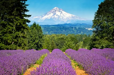 Bright Vibrant Wallpaper Wallpaper 4K, Nature category