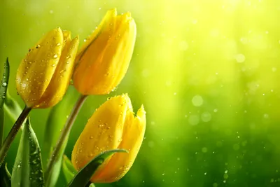 Vivid Close Wallpaper Nature Wallpaper 4K 5760x3840 A, Close-up, Of, Vibrant, Yellow, Tulips, Adorned, With, Water, Droplets, Set, Against, Landscape, 4K