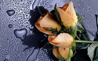 Serene Three Wallpaper Nature Wallpaper 4K 1920x1200 Hd, Wallpaper, Featuring, Three, Delicate, Orange, Roses, Adorned, Water, Droplets, Resting, Sleek, Brown, Gray, Ultrawide, Full HD