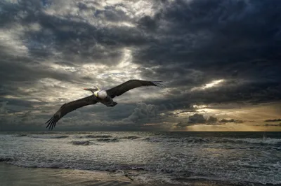 Bright Sky Wallpaper Nature Wallpaper 4K 2048x1367 Sky, Horizon, Cloud, Nature, Ocean, Animal, Bird, Hd, Desktop, Gray, Landscape, Full HD