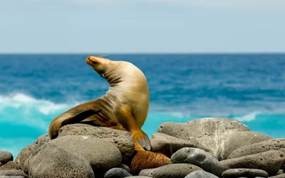 Animal Seal Animals Animals Wallpaper 4K 2560x1600 Animal, Seal, Hd, Desktop, Wallpaper:, Background, Image, Gray, Ultrawide, QHD