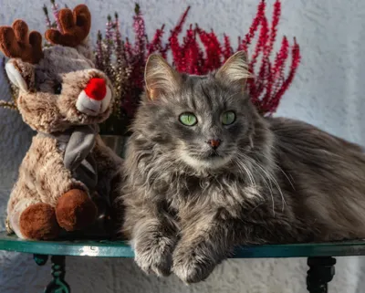 Calm Long Wallpaper Animals Wallpaper 4K 3750x3000 Hd, Pc, Desktop, Wallpaper:, Featuring, A, Long-haired, Gray, Cat, Striking, Green, Eyes, Square, QHD