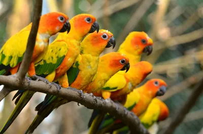 Vibrant Group Sun Abstract Wallpaper 4K 4928x3264 A, Vibrant, Group, Of, Sun, Conures, Perched, On, Branch, Showcasing, Their, Bright, Gray, Purple, Ultrawide, 4K