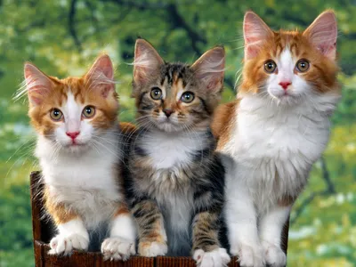 Dark Charming Wallpaper Animals Wallpaper 4K 1920x1440 A, Charming, Hd, Wallpaper, Featuring, Three, Adorable, Cats, Distinct, Fur, Patterns, Set, White, Gray, Landscape, Full HD