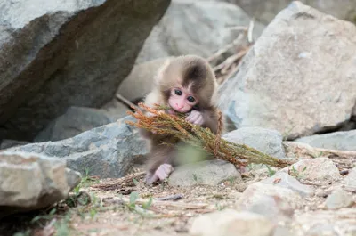 Japanese Macaque Also Nature Wallpaper 4K 2048x1356 A, Japanese, Macaque, Also, Known, As, Snow, Monkey, Curiously, Interacts, Stick, Amidst, White, Gray, Ultrawide, Full HD