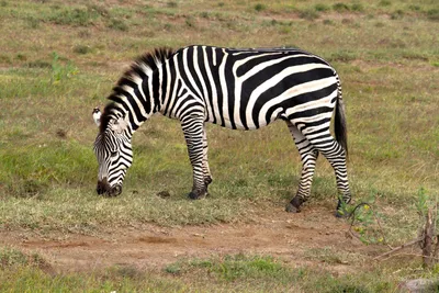 Quad Grazing Zebra Black/Dark Wallpaper 4K 2700x1800 2k, Quad, Hd, Pc, Desktop, Wallpaper/background:, A, Grazing, Zebra, Bold, Black-and-white, Stripes, Gray, Landscape, QHD