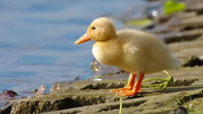 General Wallpaper 2878x1618 Animals Wallpaper 4K 2878x1618 Near, Ultrawide, QHD
